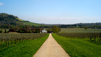 looking back towards Denbies vineyard