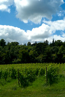 looking towards Ranmore Common from Denbies vineyard